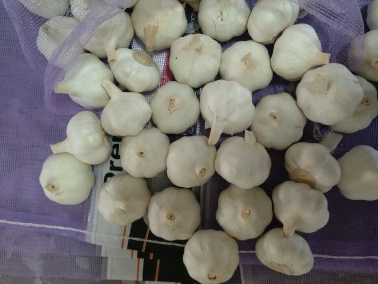 Fresh Garlic (1)